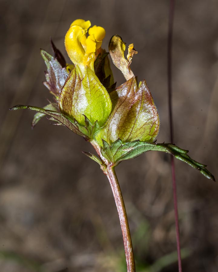 Rhinanthus personatus